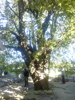 работа с деревьями (вальщик леса) 2