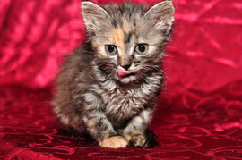 Котенок дев.(1 мес.)