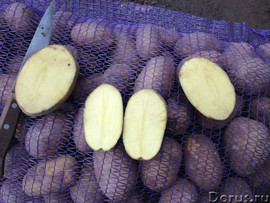 Поставка картофеля оптом