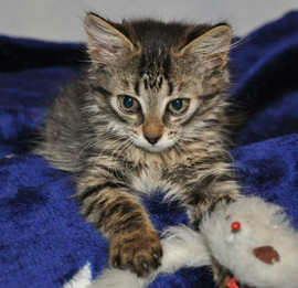 Котенок в дар