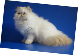 Питомник гималайских кошек Dikanta 5