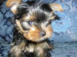Продам щенков йоркширского терьера