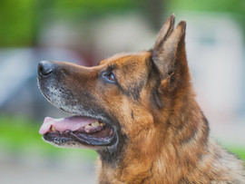 Немецкий овчар – Люмакс – красота и благородство