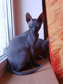 Продаю донского сфинкса