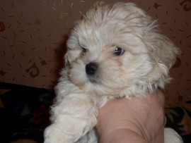 Щенок цветной блонки