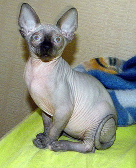 КОТИКИ ПОДРОСЛИ