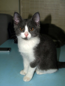 В дар котенок (девочка) 2