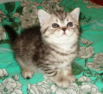 Яркая британская кошечка.