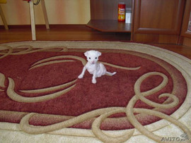 Щенки голой китайской хохлатой.