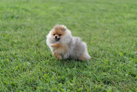 мини померанец-4мес