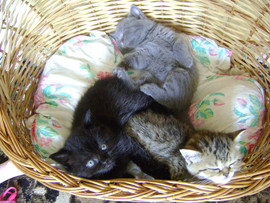 Шотландские котята 5