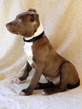 Щенок Ам.Пит-Бультерьера 3 мес. с Зелёными глазками