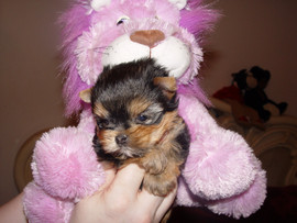 Йоркширских терьерчиков микро к ДНЮ 8 МАРТА.