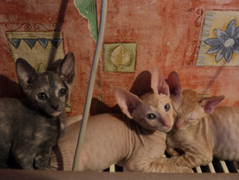 Кудрявые элитные клубные котята корниш-рекс эксклюзивных окрасов