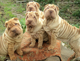 Продам щенков шарпея в Омске. Купить шарпея в Омске