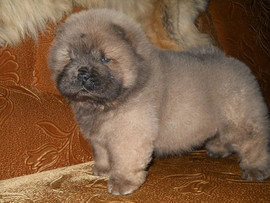 Щенок Чау-Чау из питомника Сударя Завет Редактировать