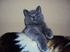 Британские котята