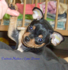 Тойчики той-терьер