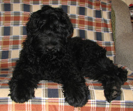 Русский Черный Терьер, щенки.