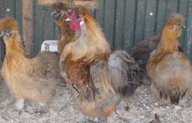 Китайские шёлковые куры 2