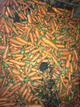 Морковь мытая, лом на переработку или корм