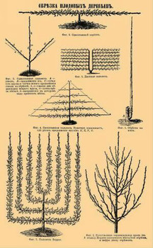 Обрезка плодовых деревьев, уход за садом