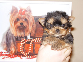 Йоркширских терьерчиков микро к ВЕСНЕ)