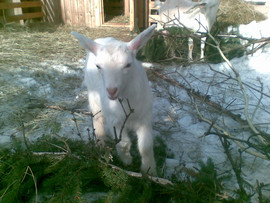 Продаю козлика(зааненск.+русск.)с хорошей родословной