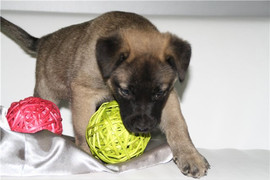 Очаровательная Чара, 1,5 мес., ищет уютный дом и заботливого хоз 7