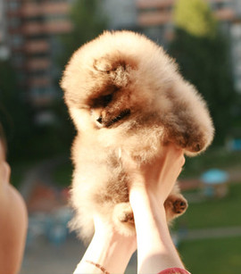 Продам собачек 7