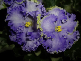 чудесные сенполии и фуксиии 5