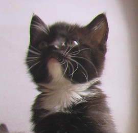 В добрые руки котёнок-девочка чёрная с белым
