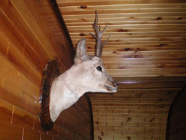 продам головы 9