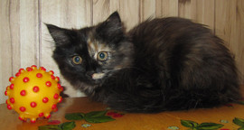 ХАЙЛЕНД-СТРАЙТ :ДЕВ.; 2.5 МЕС.; ОКРАС : ШОКОЛАДНАЯ ЧЕРЕПАХА