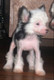 Щенки китайской хохлатой