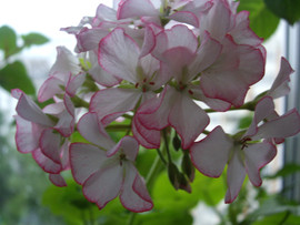 чудесные сенполии и фуксиии 9