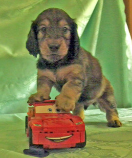 Рыжие щенки