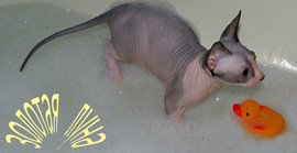 КАНАДИКАМ 2 МЕСЯЦА 3