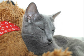 Русские голубые котята из питомника