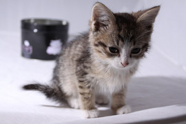 Ласковый котёнок в хорошие руки