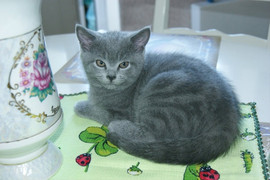 Шотландский супер кот