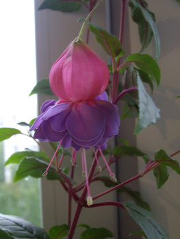 чудесные сенполии и фуксиии 10