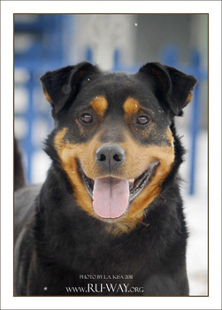 Метис роттвейлера в добрые руки