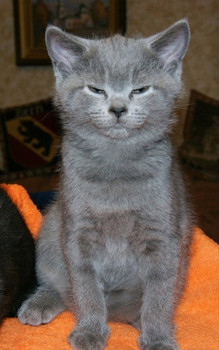 Шотландский супер кот 3