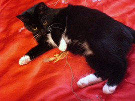 отдадим кисулю