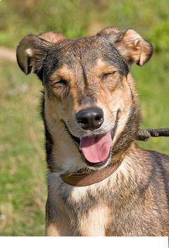 малышка Голди - веселая собачка 5