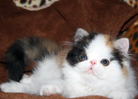 Персидская кошечка красавица. 6