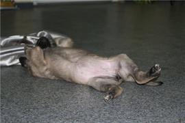 Очаровательная Чара, 1,5 мес., ищет уютный дом и заботливого хоз 6