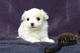 Мальтезе мини не дорого