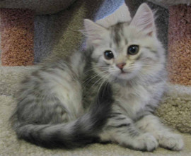 Сибирские котята редкого золотого и серебристого окрасов